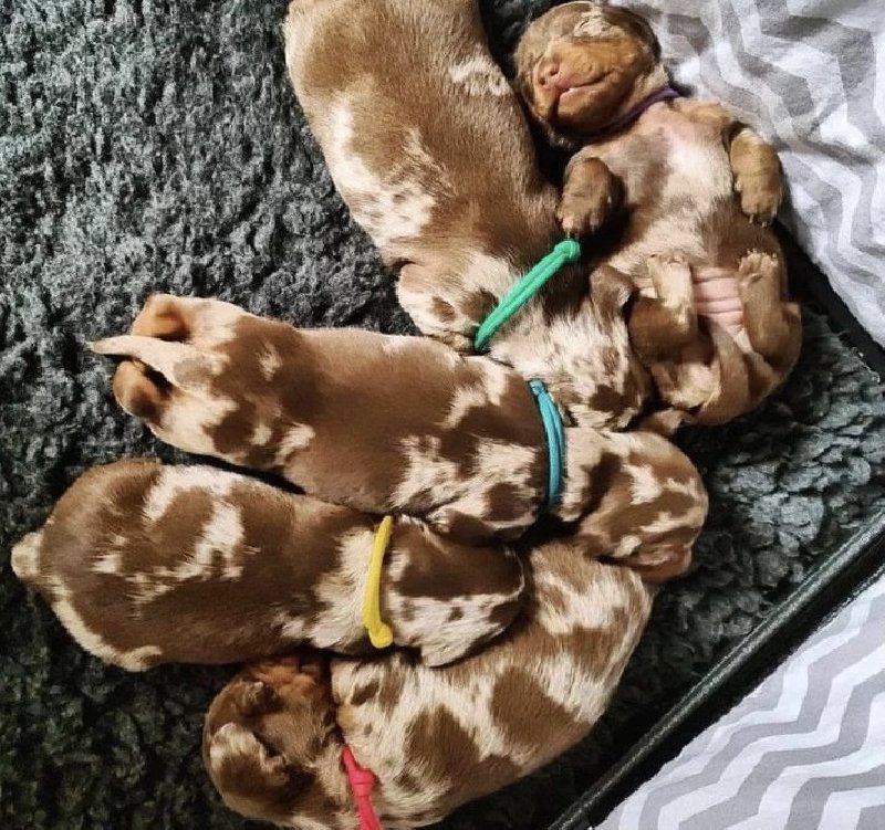 Dachshund puppies ready for new homes Slika 