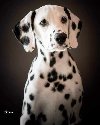 Dalmatinski pas, štenad iz odgajivačnice MEDIOLANU ponuda Kućni ljubimci