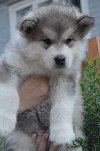 Aljaski malamut i Shiba Inu štenci potreba Kućni ljubimci
