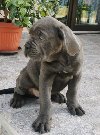 Cane Corso Kane Korso štenci PREPORUKA ponuda Kućni ljubimci
