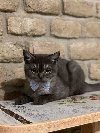 Britanske mace na prodaju ponuda Kućni ljubimci