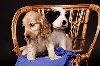 Engleski koker španijel prelepi štenci ponuda Kućni ljubimci