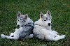 Sibirski Haski prelepi štenci ponuda Kućni ljubimci