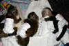 Prodaju se šarmantni majmuni kapucini ponuda Kućni ljubimci