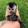 Bebe majmuni kapucini za usvajanje ponuda Kućni ljubimci