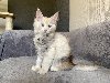 Maine coon kitten for sale ponuda Kućni ljubimci