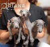 Mali italijanski hrt, štenci plave boje na prodaju potreba Kućni ljubimci