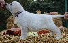 Labrador Retriver TOP PONUDA ponuda Kućni ljubimci
