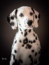 Dalmatinski pas – najava legla potreba Kućni ljubimci
