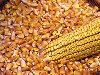 Na prodaju oko 3 tone kukuruza ponuda Poljoprivreda