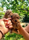 Toy i mini Pudle štenci na prodaju ponuda Kućni ljubimci