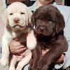 Labrador retriver štenci ponuda Kućni ljubimci