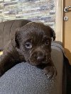 Labrador retriver štenci potreba Kućni ljubimci