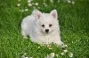 Nemački špic, štenci snežno bele boje potreba Kućni ljubimci