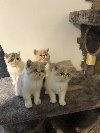 Persijska Exota mačići potreba Kućni ljubimci
