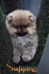 Pomeranac Boo štenci vrhunski, čistokrvni ponuda Kućni ljubimci