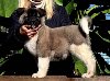 Američka Akita, muško štene ponuda Kućni ljubimci