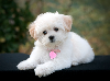 Maltese Puppies For Sale. potreba Kućni ljubimci