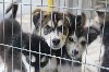 Akita Puppies Ready Now ponuda Kućni ljubimci