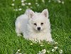 Nemački špic, štenci snežno bele boje potreba Kućni ljubimci