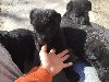 Crni nemački ovčar štenci potreba Kućni ljubimci