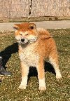 Japanska Akita štenci ponuda Kućni ljubimci
