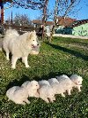 Na prodaju štenci sibirskog SAMOJEDA četiri ženke, potreba Kućni ljubimci