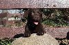 Labrador retriver čokoladni štenci ponuda Kućni ljubimci