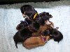Dachshund puppies for sale potreba Kućni ljubimci