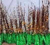 Prodaja vocnih sadnica  Rasadnik Nastic Dragan potreba Poljoprivreda