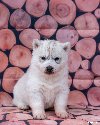 Sibirski Haski PRELEPI štenci ponuda Kućni ljubimci