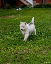 Sibirski Haski štene ponuda Kućni ljubimci