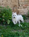 Sibirski Haski prelepo žensko štene ponuda Kućni ljubimci