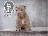 Američki pit bul terijer štenci ponuda Kućni ljubimci
