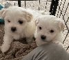 Beautiful Male and female Maltese Puppies ponuda Kućni ljubimci