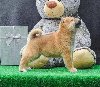 Shiba inu štenci potreba Kućni ljubimci