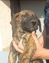 Presa Canario štenci ponuda Kućni ljubimci