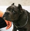 Cane Corso Kane Korso štenci potreba Kućni ljubimci Cane Corso Kane Korso štenci potreba Kućni ljubimci