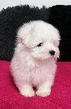 Coton de Tulear stenci potreba Kućni ljubimci