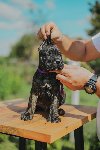 Cane Corso štenci ponuda Kućni ljubimci
