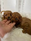 Toy pudla, ženski štenci potreba Kućni ljubimci