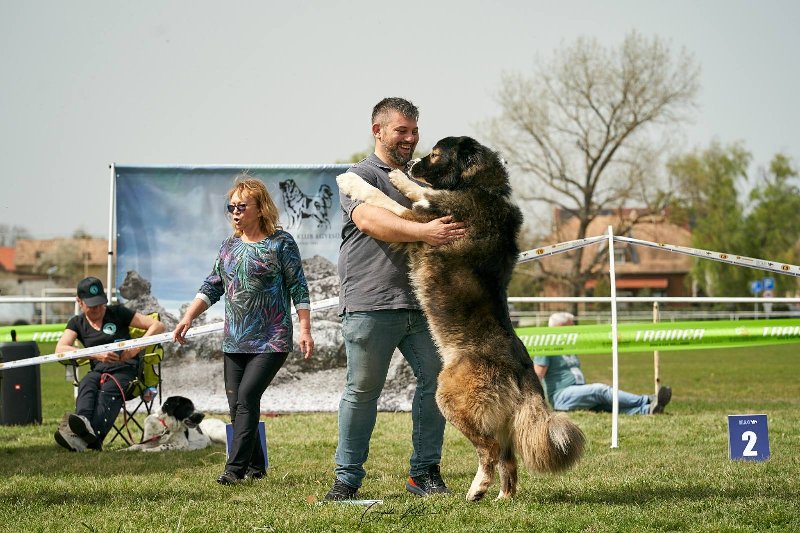 Kavkaski ovčar štenci Slika 