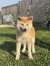 Japanska akita štenad na prodaju ponuda Kućni ljubimci