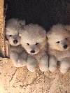 Samojed štenci potreba Kućni ljubimci