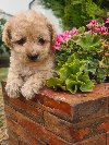 Labradoodle prelepi štenci potreba Kućni ljubimci