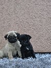 Mops prelepi stenci potreba Kućni ljubimci