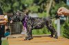 Cane Corso štenci potreba Kućni ljubimci