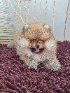 Stenci BOO Pomeranaca potreba Kućni ljubimci