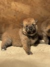Shiba Inu štenci ponuda Kućni ljubimci