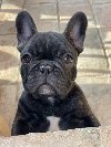 Francuski Buldog PRELEPI štenci potreba Kućni ljubimci